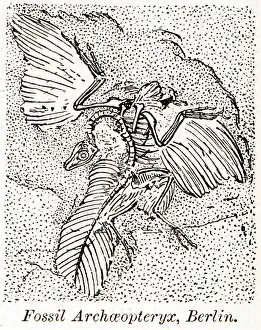 Archaeopteryx: Archaeopteryx (Fossil)