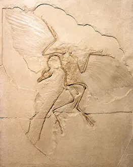 Archaeopteryx: Archaeopteryx fossil