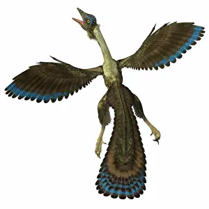 Contour: Archaeopteryx, known as one of the earliest prehistoric ?