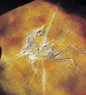 Archaeopteryx: Archaeopteryx lithographica