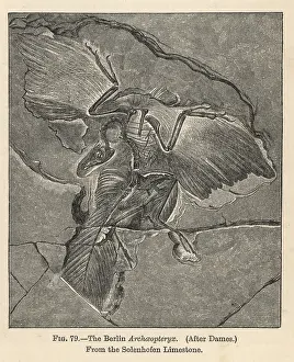 Archaeopteryx: Archaeopteryx lithographica, Berlin specimen