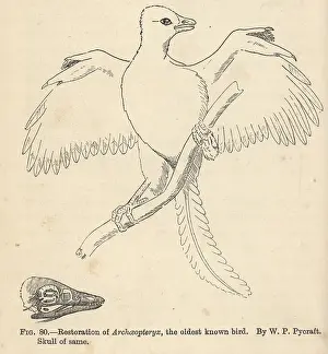 Archaeopteryx: Archaeopteryx lithographica, restoration by WP Pycraft