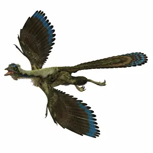 Contour: Archaeopteryx prehistoric bird
