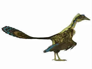 Contour: Archaeopteryx prehistoric bird
