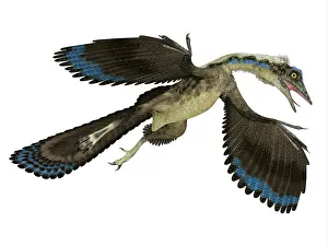 Pterodactylus: Archaeopteryx reptile in flight