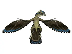 Pterodactylus: Archaeopteryx reptile, front view