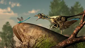 Contour: An Archaeopteryx stalks a dragonfly on a rock
