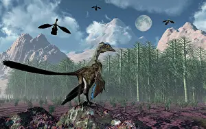 Contour: An Archaeopteryx standing at the edge of a forest