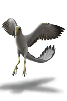 Contour: Archaeopteryx with wings spread