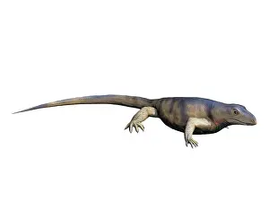 Pelycosaur: Archaeothyris is a synapsid from the Late Carboniferous ?