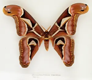 Saturniid: Archaeroattacus edwardsii, Indian silk moth