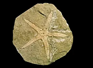 Fortey: Archastropecten cotteswoldiae, starfish