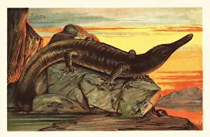 Tiere Der Urwelt: Archegosaurus decheni basking on a rock