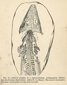Archegosaurus: Archegosaurus decheni skeleton