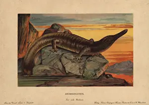 Tiere: Archegosaurus, extinct genus of temnospondyl