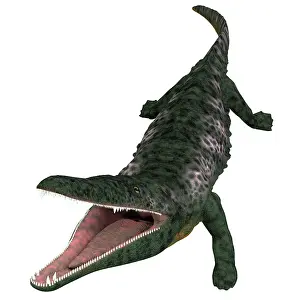 Permian: Archegosaurus prehistoric amphibian, white background