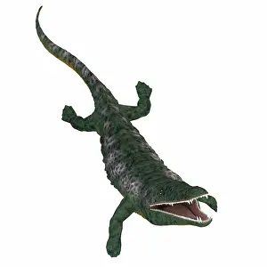 Temnospondyli: Archegosaurus on white background