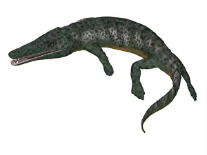 Temnospondyli: Archegosaurus on white background