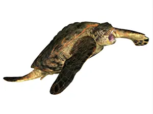 Campanian: Archelon prehistoric turtle