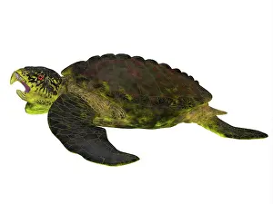 Exoskeleton: Archelon sea turtle side profile