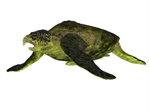 Exoskeleton: Archelon sea turtle on white background