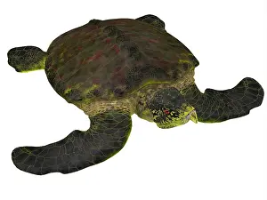 Exoskeleton: Archelon sea turtle on white background