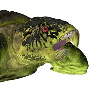 Ugliness: Archelon turtle head close-up, on white background