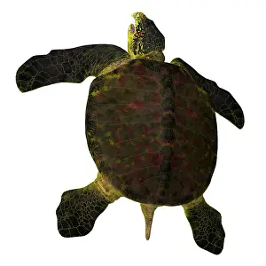 Campanian: Archelon turtle, rear view on white background