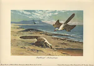 Archeopteryx: Two Archeopteryx foraging on the shore
