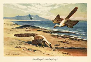 Urvogel: Two Archeopteryx foraging on the shore
