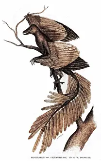 Transitional: ARCHEOPTERYX/RECONSTRUC