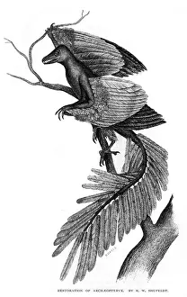 Transitional: ARCHEOPTERYX/RECONSTRUC