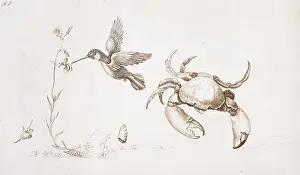 Archilochus: Archilochus colubris, ruby-throated hummingbird
