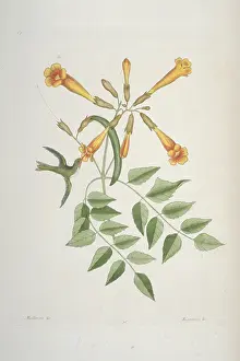 Archilochus: Archilochus colubris, ruby-throated hummingbird