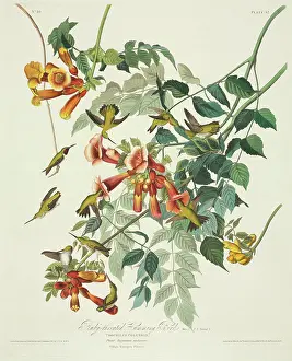 Archilochus: Archilocus colubris, ruby-throated hummingbird