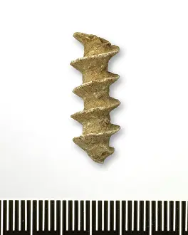 Asterales: Archimedes swallovanus, bryozoan