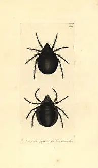Naturalists: Archipteria coleoptrata mite