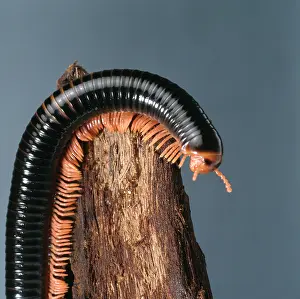 Myriapoda: Archispirostreptus spp, giant millipede