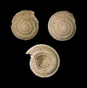 Coil: Architectonica sp. sundial shell