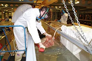 Architeuthidae: Architeutis dux, giant squid