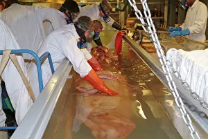 Architeuthidae: Architeutis dux, giant squid