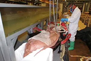 Teuthida: Architeutis dux, giant squid