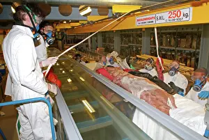 Teuthida: Architeutis dux, giant squid