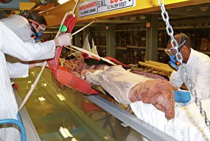Squid: Architeutis dux, giant squid