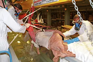 Squid: Architeutis dux, giant squid