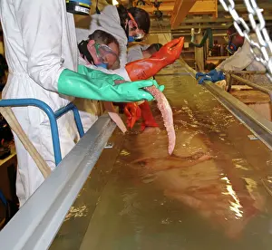 Architeuthidae: Architeutis dux, giant squid