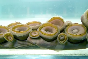 Squid: Architeutis dux, giant squid