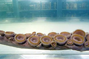 Architeuthidae: Architeutis dux, giant squid