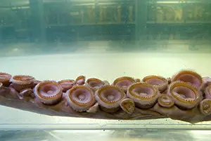 Squid: Architeutis dux, giant squid