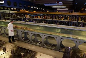 Squid: Architeutis dux, giant squid